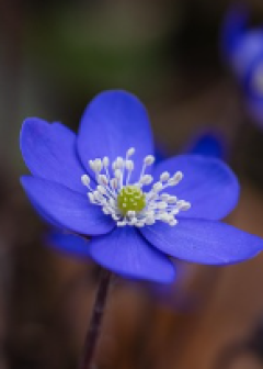 Obituaries - Honoring Lives, Preserving Memories Naples Funeral Home