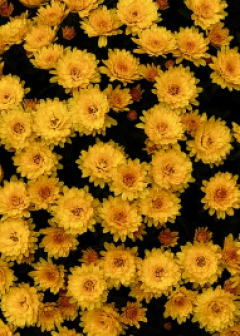 Obituaries - Honoring Lives, Preserving Memories Naples Funeral Home