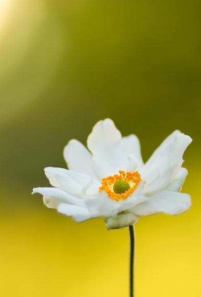 Unveiling the Importance of Lakeshore Funeral Home Holland Mi Obituaries: Honoring Loved Ones and Preserving Memories