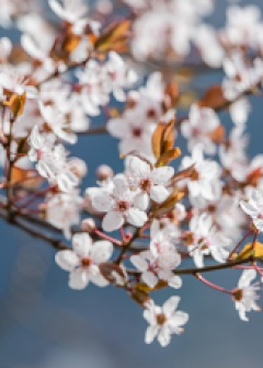 Obituaries - Honoring Lives, Preserving Memories Naples Funeral Home