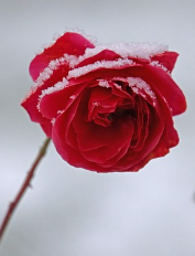 Obituaries - Honoring Lives, Preserving Memories Naples Funeral Home