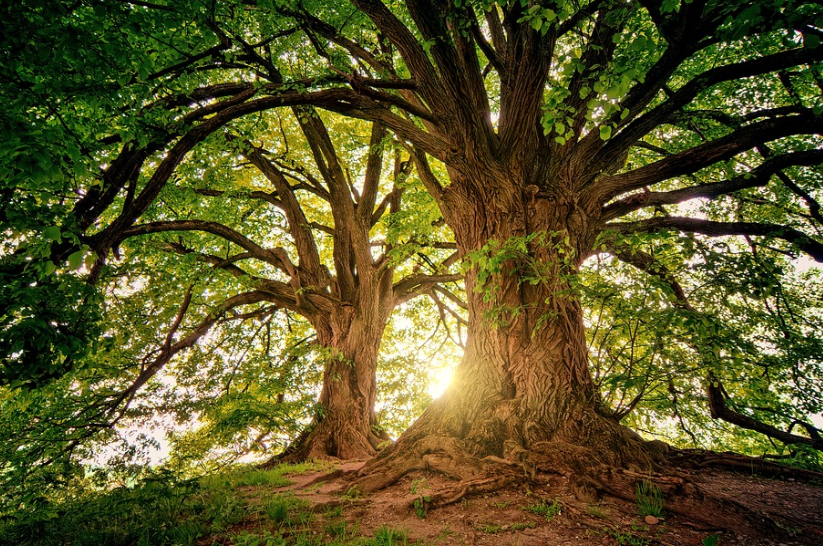 Obituaries - Honoring Lives, Preserving Memories Naples Funeral Home